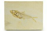 Bargain, Fossil Fish (Diplomystus) - Wyoming #320359-1